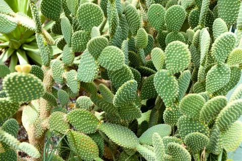 Green flat cactus with thorns Stock Photos