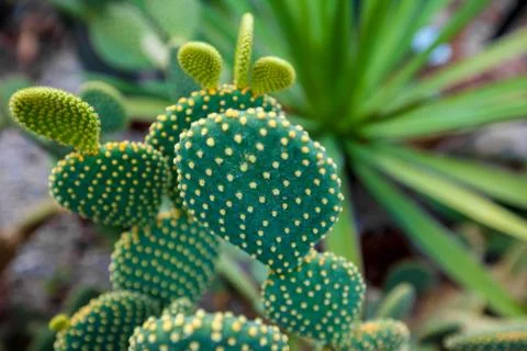 Green flat cactus with thorns Stock Photos