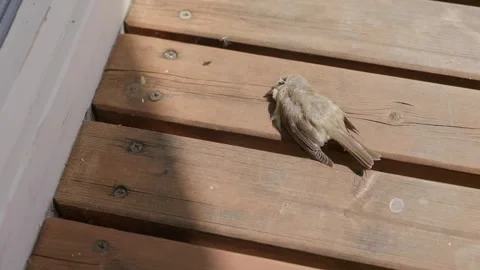 Green Flies and a Dead Sparrow Stock Footage 345595552