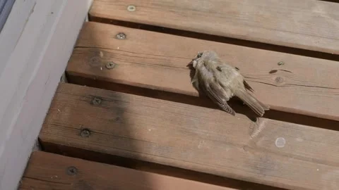 Green Flies and a Dead Sparrow Slow Motion Stock Footage 345711044