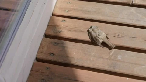 Green Flies are Eating a Dead Sparrow Stock Footage 344337879