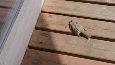 Green Flies are Eating a Dead Sparrow Slow Motion Stock Footage 344678832