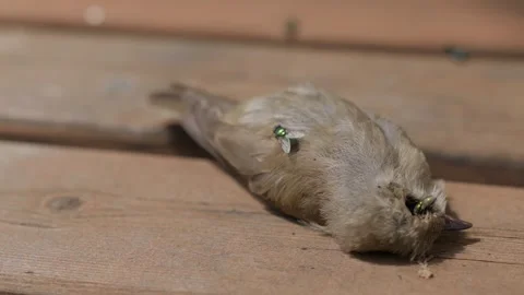Green Flies are Eating a Dead Bird Stock Footage 345594977