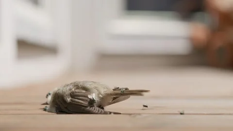 Green Flies are Eating a Sparrow's Carcass Stock-Footage 345878408