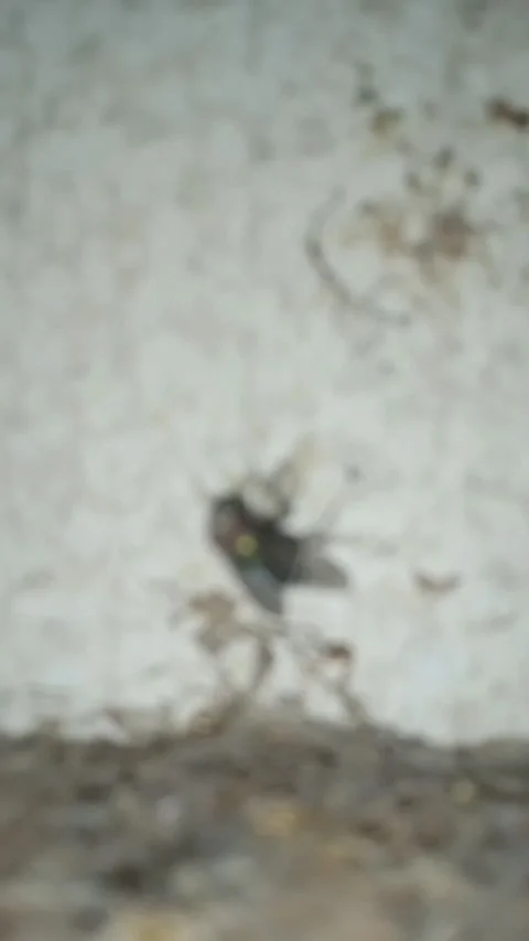 Green flies Stock Footage 308296023