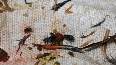 Green flies gather on small raw meat Stock-Footage 301291297