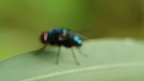 Green flies perched on the leaves. Stock Footage 176511203
