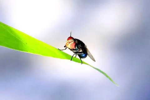 Green Flies Foto stock