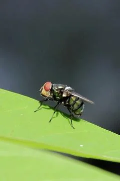 Green Flies Stock Photos
