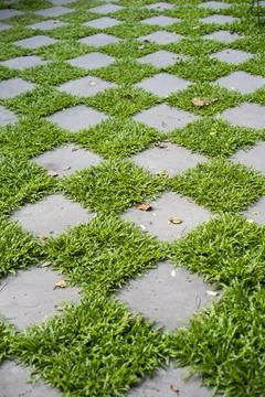 Green floor in backyard Foto stock