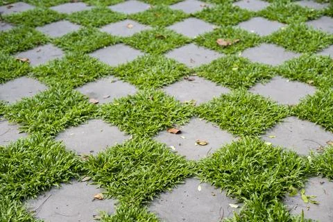 Green floor in backyard Foto stock