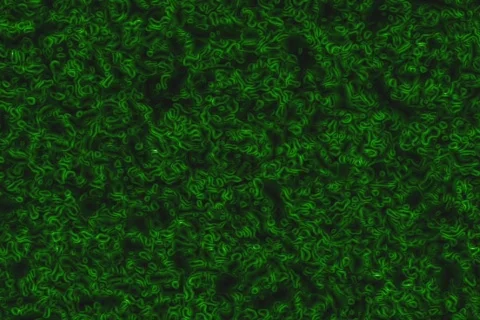 Green floor matte - digital animation 库存影片 100033