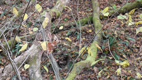 Green flora in the forest during fall Vídeo Stock 141766368
