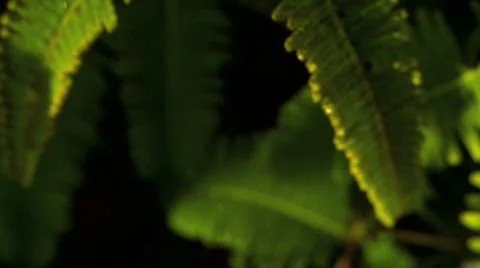 Green Flora in Rainforest Stock Footage 629049