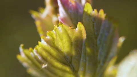 Green flora on a sunny day Stock Footage 87803161