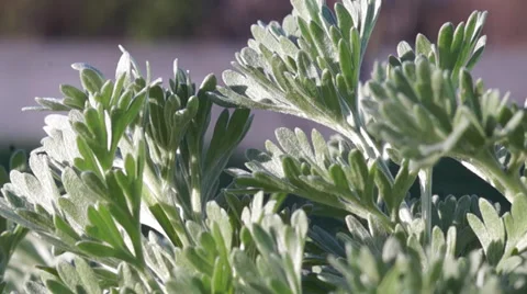 Green floral background Stock Footage 36502808