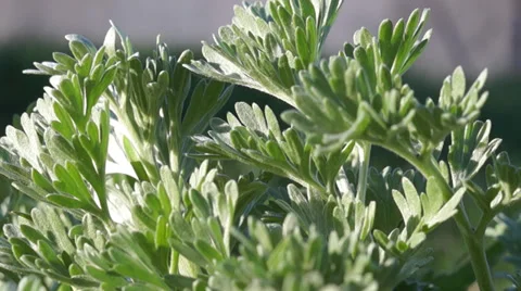 Green floral background Stock Footage 36502810