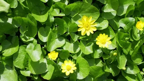 Green floral background Stock Footage 274800173