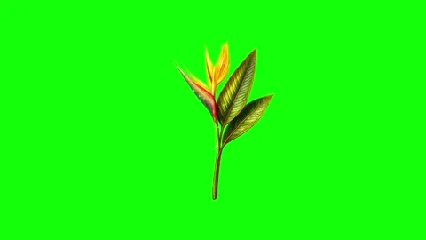 Green Flower and Leaf and Screen on Green Screen Background Horizontal 16:9 Stock Footage 339348700