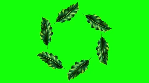 Green Flower and Screen on Green Screen Background Horizontal 16:9 Vídeo Stock 339348564