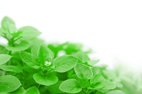 Green Flower Bed Stock Photos