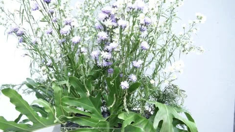 Green Flower for Bright Opening and Transition Stock-Footage 342946218