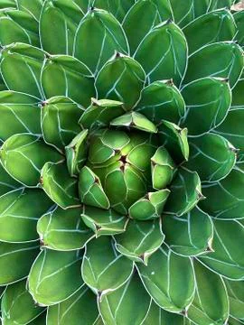 Green Flower Close up, Beautiful Pattern Stock Photos