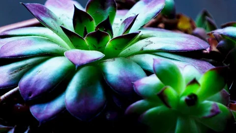 Green Flower Close Up Stockbeeldmateriaal 88675381