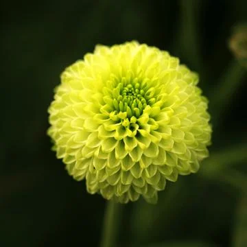 Green Flower Close-up Stock Photos