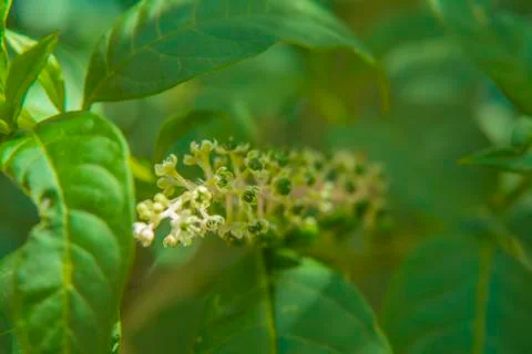 Green flower closeup Stock Photos