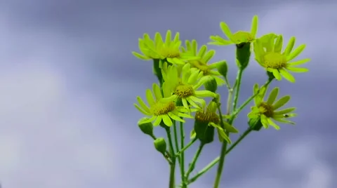 Green Flower Stock Footage 52747934
