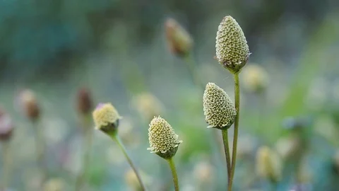 Green flower Stockbeeldmateriaal 102596704