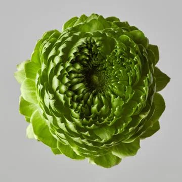 Green flower on a gray background Stock-Fotos