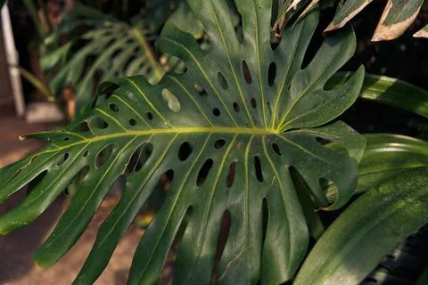 Green flower leaf background. Stock Photos