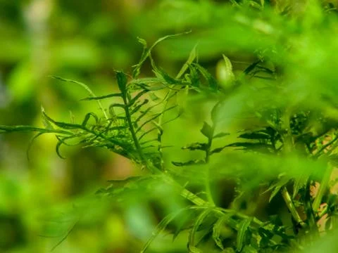 The green flower leaf Stock Photos