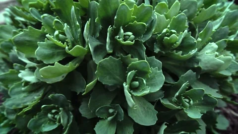 Green flower leaves 스톡 동영상 154428121