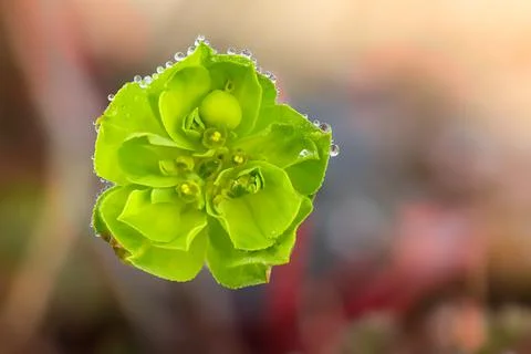 Green flower in macro Stock Photos