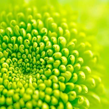 Green flower Foto stock