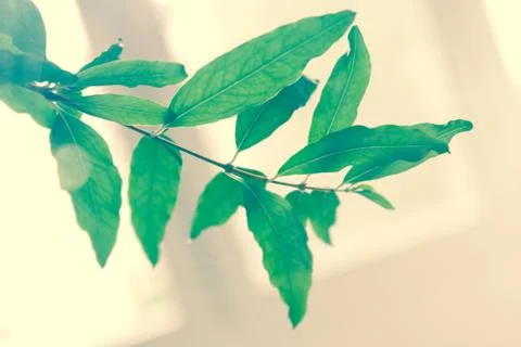 Green flower 写真素材