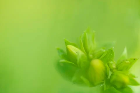 Green flower Stock Photos