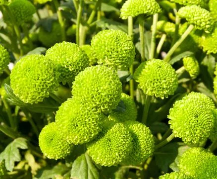 Green flower 写真素材