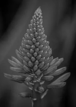 Green flower Foto stock