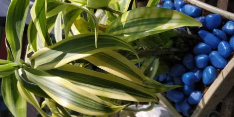 This is green flower Foto stock