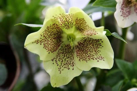 Green flower. Stock Photos