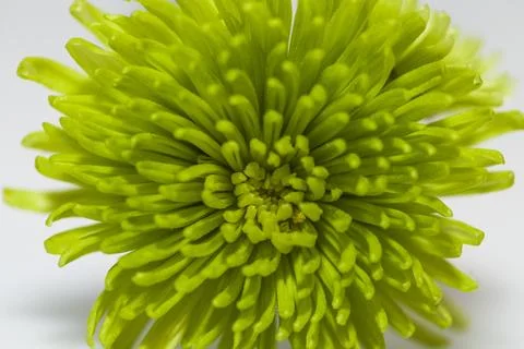 Green flower Foto stock