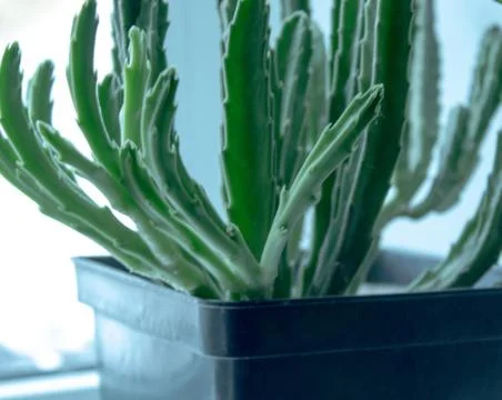 Green flower in a pot near the window. Stock Photos