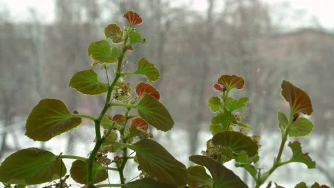 Green  flower in pot on window sill and snow falling outside in winter time. Sta Stock Footage 149271207