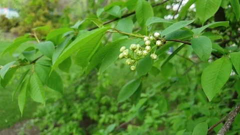 Green flowering tree. Slow motion Stock Footage 107529447