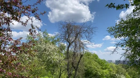Green flowering trees on the background of a blue sky with white clouds. Vídeos de archivo 273101908