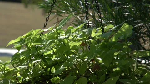 Green flowers in basket Stock Footage 39331265